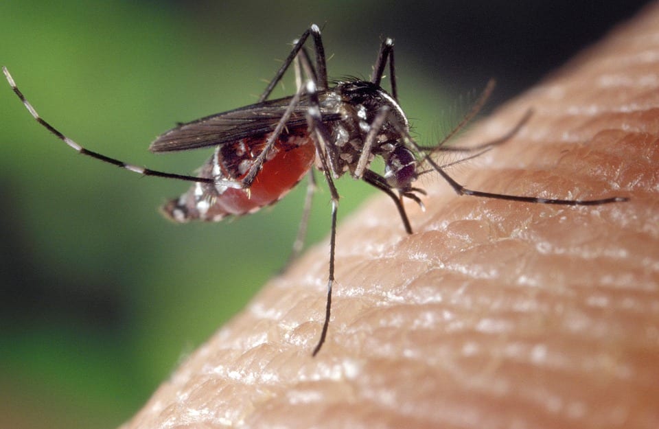 Лихорадка денге, Таиланд, в Таиланде