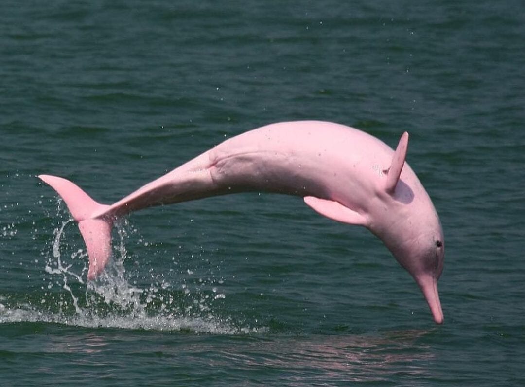 В Таиланде заметили розовых дельфинов