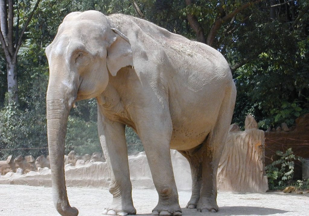 В Индонезии стремятся к прекращению конфликтов между слонами и людьми