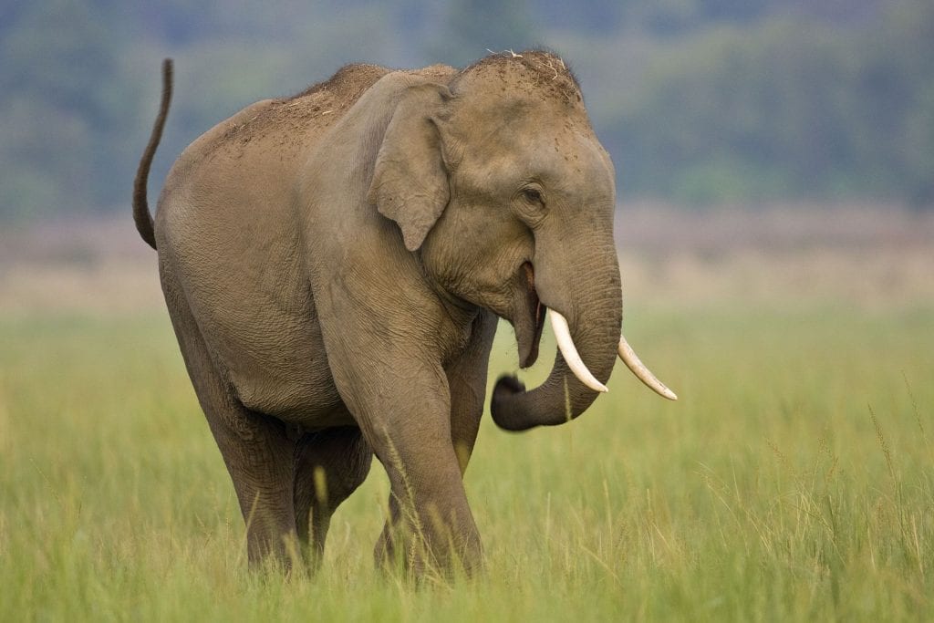 В Индии убили беременную слониху