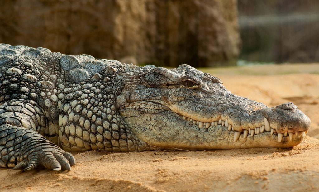 Тайцы отомстили агрессивному крокодилу