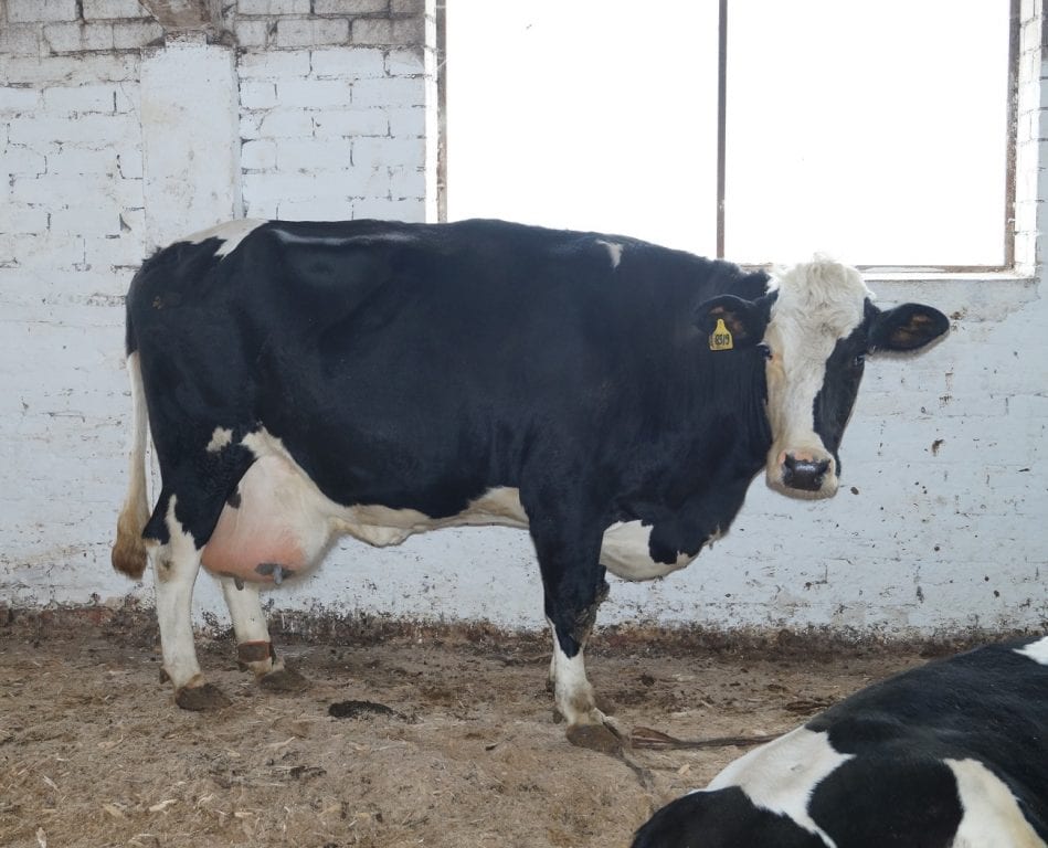 В штате Уттар-Прадеш массово арестовывают людей по подозрению в убийстве коров