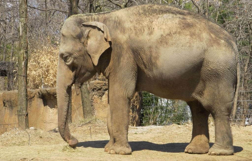 Голодный и больной слон в Таиланде убил старика