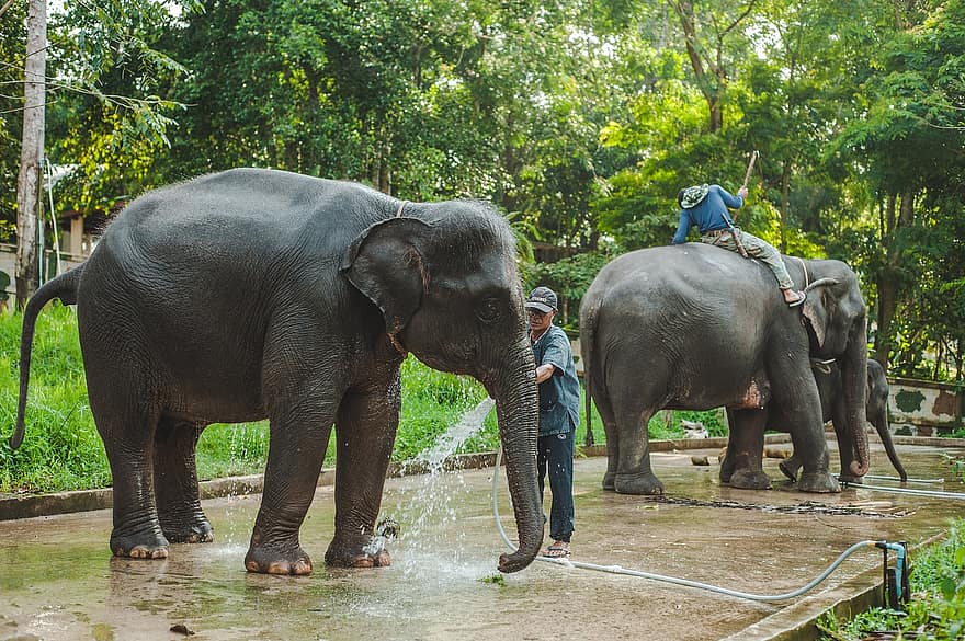 Незавидная судьба лаосских слонов