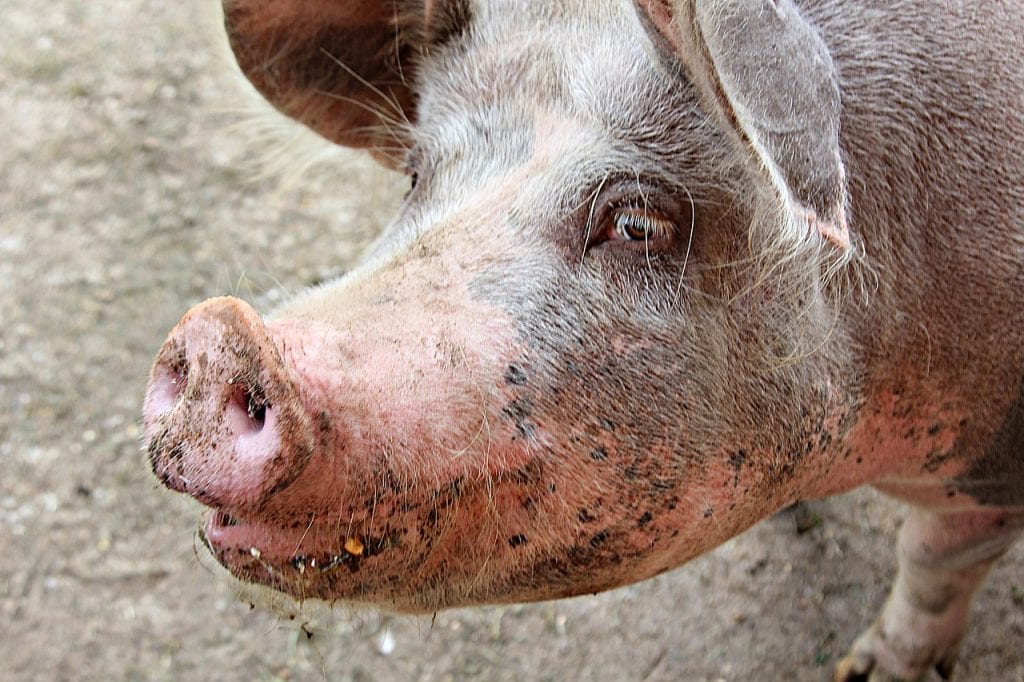 Тайванцы протестуют против послаблений для американской свинины