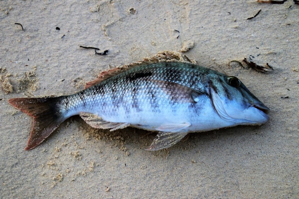 В Индонезии от непогоды погибло более 100 тонн ценной рыбы