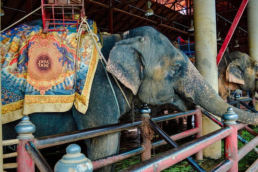 Камбоджийский зоопарк стал объектом жалоб на жестокое обращение с животными