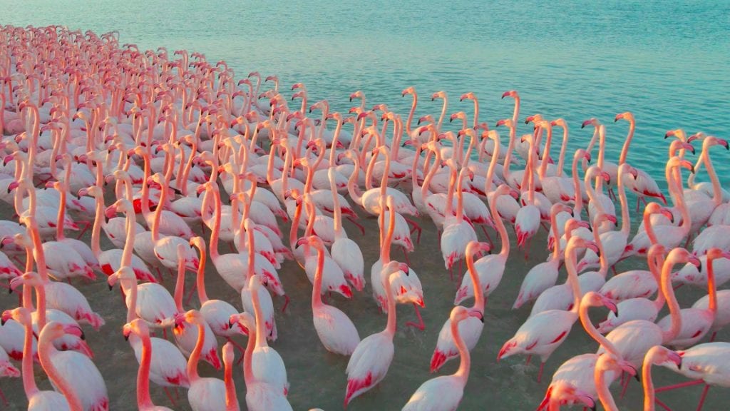 В Казахстан прилетела стая розовых фламинго