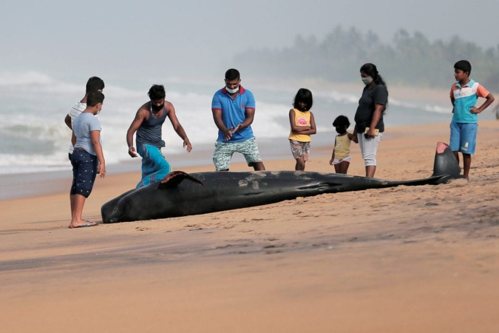 На пляж Шри-Ланки выбросилось более 100 китов