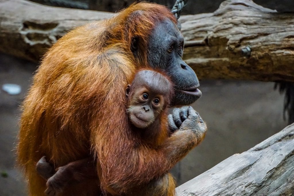 Индонезии вернули двух незаконно вывезенных редких орангутанов
