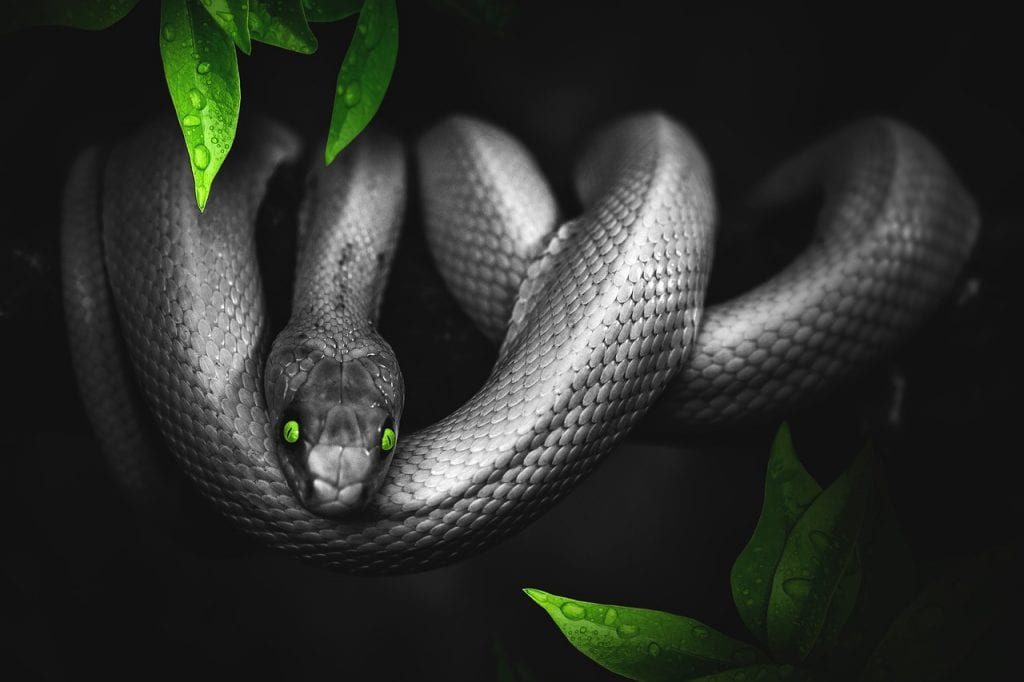 Вьетнамские ученые изучили вид змей, открытый в прошлом году