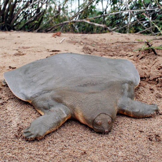 В Камбодже нашли гнезда редчайшей черепахи Кантора с лягушачьей головой