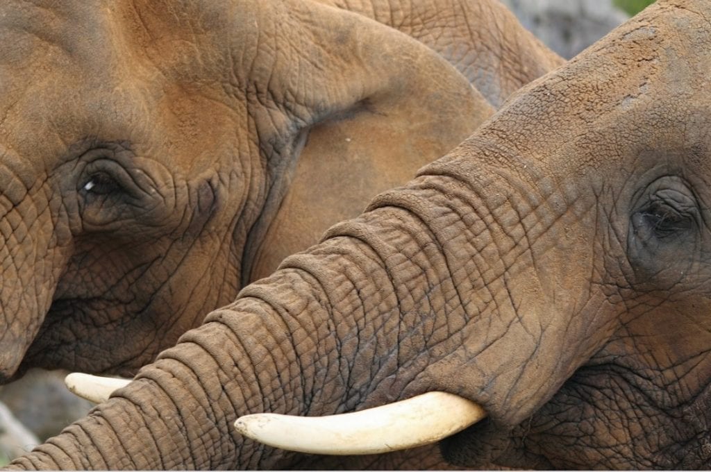 В Китае осудили крупнейших в истории контрабандистов слоновой кости