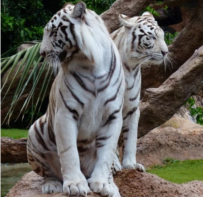 В пакистанском зоопарке COVID-19 унес жизни двух тигрят