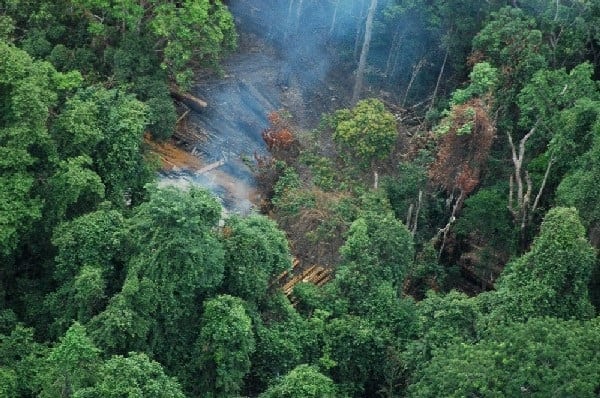 Борьба за тропический лес