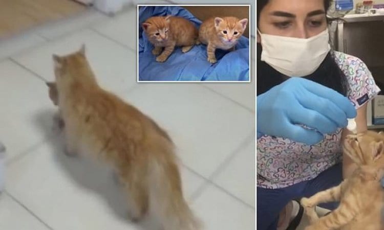 В Турции кошка принесла больного котенка в клинику