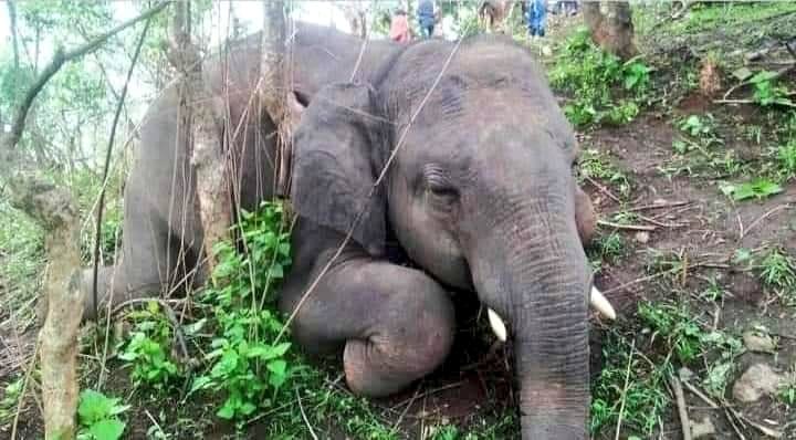 В индийском заповеднике нашли 18 мертвых слонов