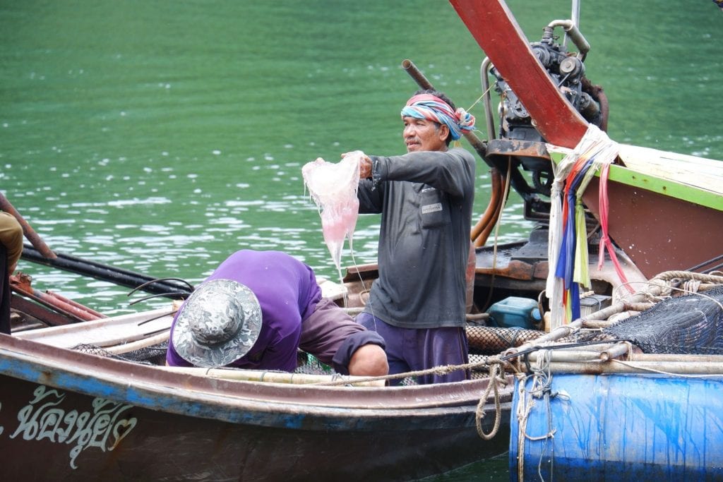 В Таиланде рыбаки собирают медуз на продажу