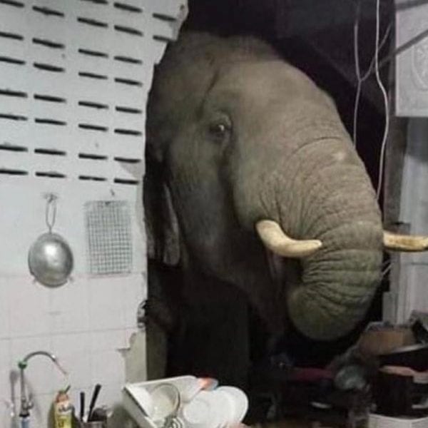 В Таиланде слон пробил стену кухни