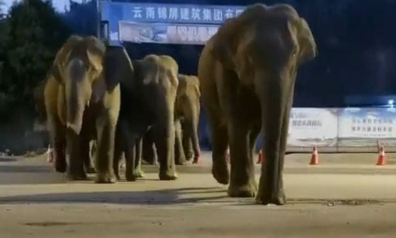 Сбежавшие слоны сеют хаос на юго-востоке Китая