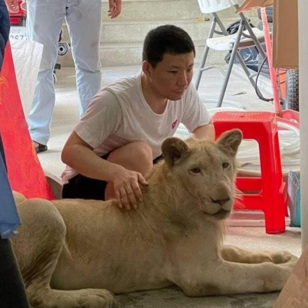 В столице Камбоджи отобрали домашнего льва после появления на TikTok