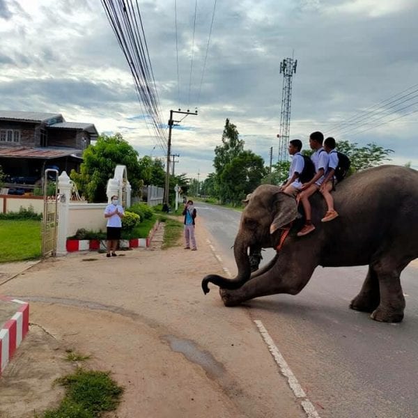 В Таиланде ученики приехали в школу на слоне