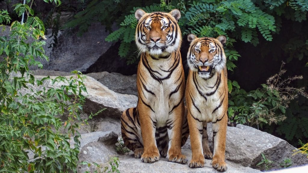 В Бангладеш арестовали браконьера, убившего 70 бенгальских тигров