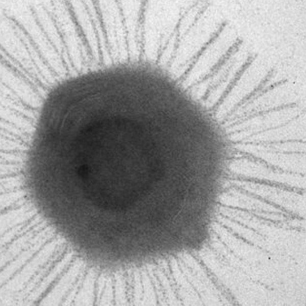 Китайские ученые обнаружили гигантские вирусы в самом глубоком месте на Земле