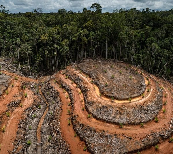 Азиатский гигант-производитель пальмового масла наказан за вырубку лесов