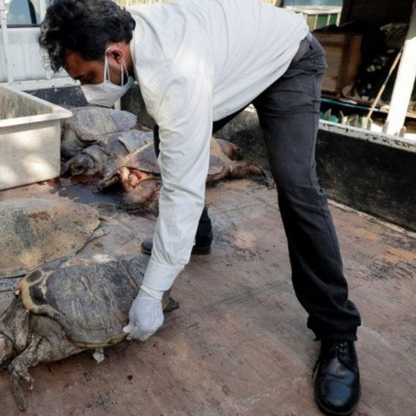 На Шри-Ланке на берег выбросило сотни мертвых животных