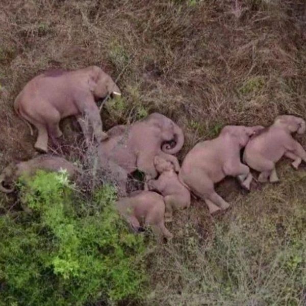 Возвращение блудных слонов