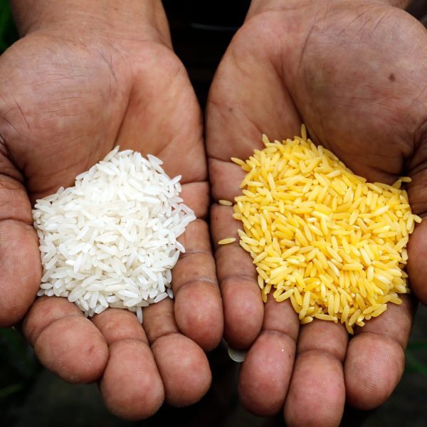 Филиппины одобряют генно-модифицированный золотой рис
