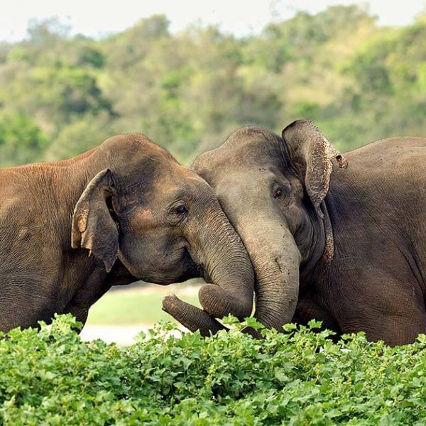 В Шри-Ланке запрещают управлять слонами в нетрезвом виде