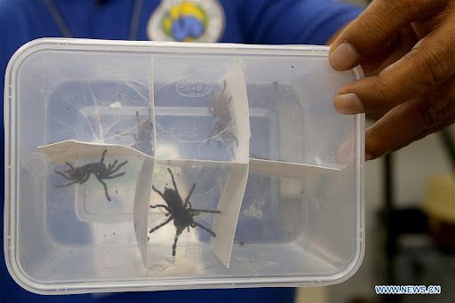 Филиппины изъяли более 800 пауков в посылках из Польши